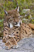 Luchs