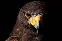 Harris Hawk