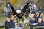 Weißkopfseeadler - Poing
