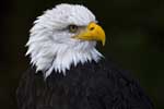 Weißkopfseeadler - Poing