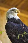 Weißkopfseeadler - Nürnberg