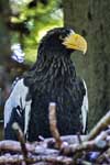 Riesenseeadler - Nürnberg